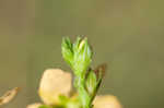 Hairy St. Johnswort